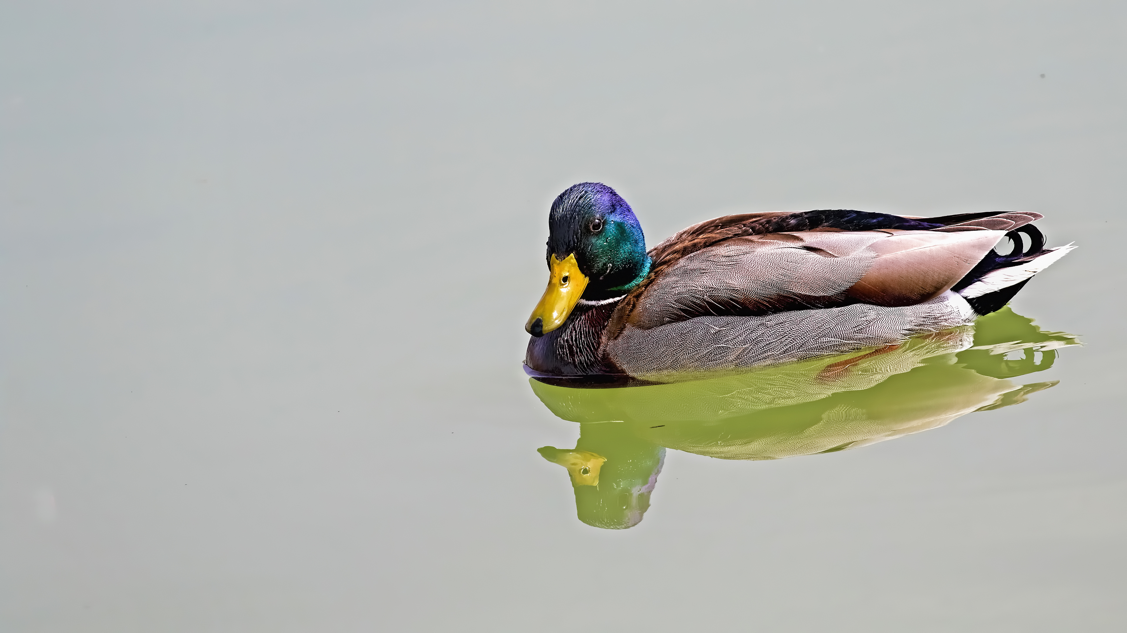 Mallard